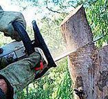 Best Stump Grinding and Removal  in Foresthill, CA