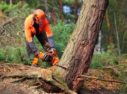 Best Tree Health Inspection  in Foresthill, CA