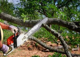 Best Storm Damage Tree Cleanup  in Foresthill, CA