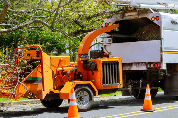 Best Leaf Removal  in Foresthill, CA