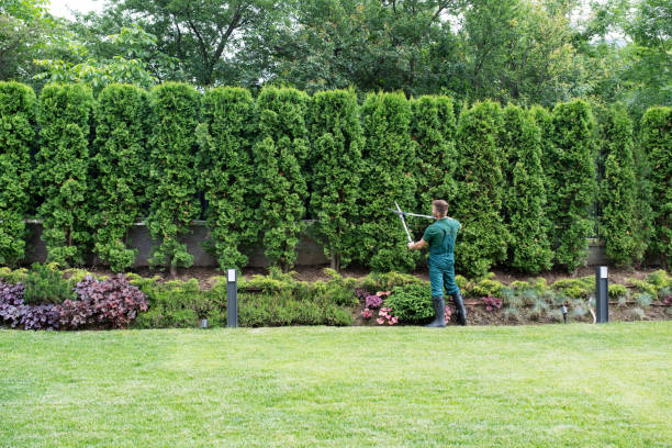 Best Lawn Watering Services  in Foresthill, CA