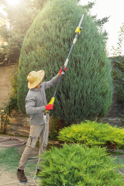 Best Tree Cabling and Bracing  in Foresthill, CA