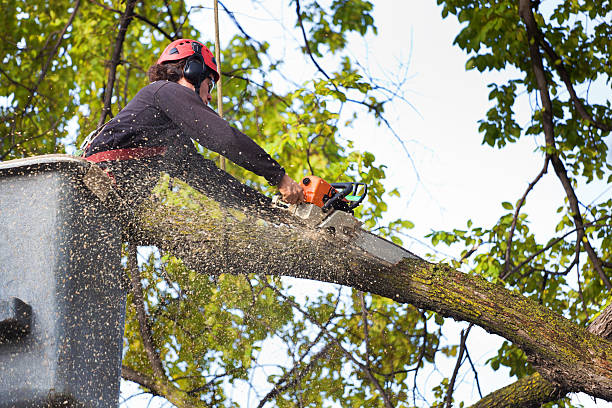Best Utility Line Clearance  in Foresthill, CA